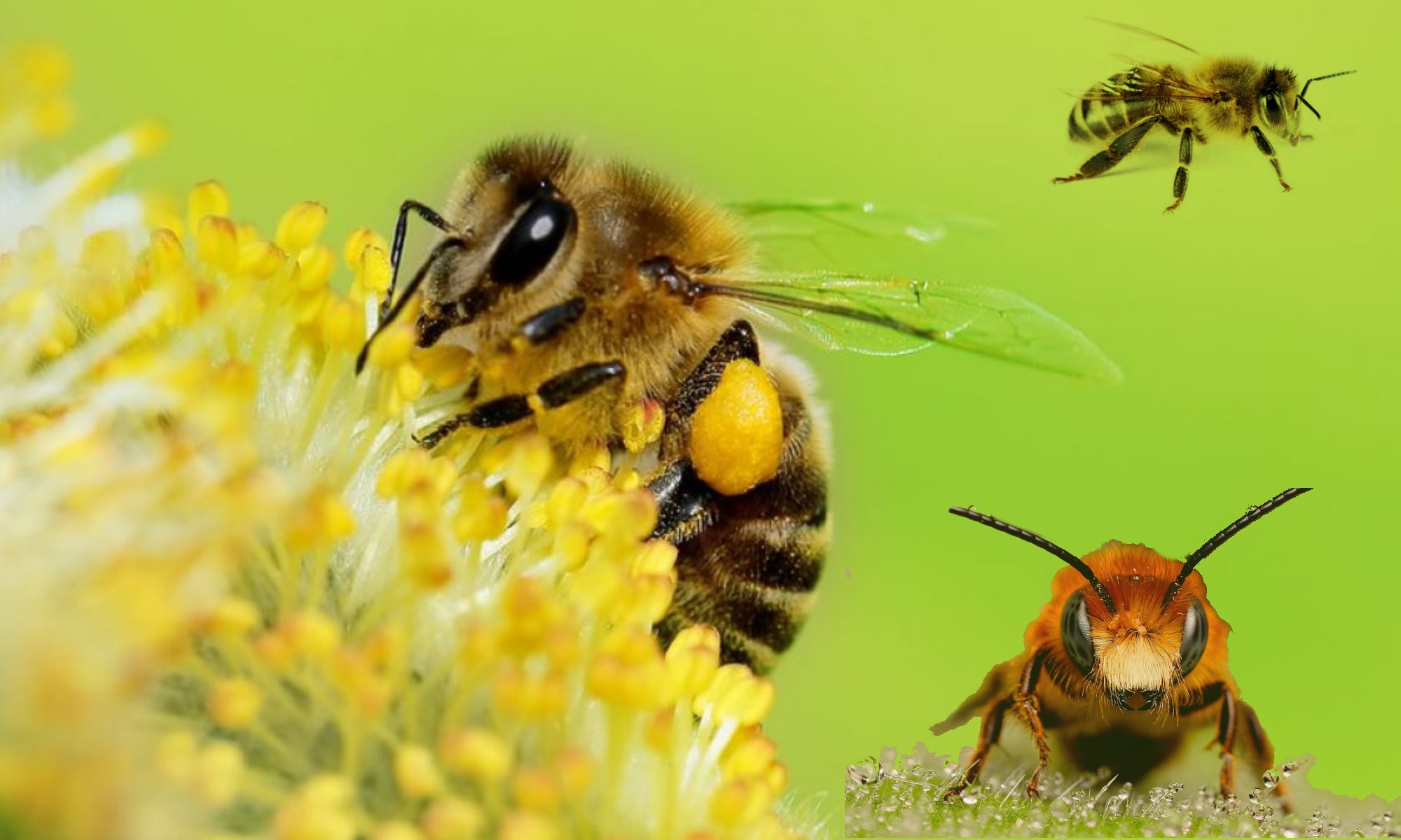 Cómo deshacerse de las abejas